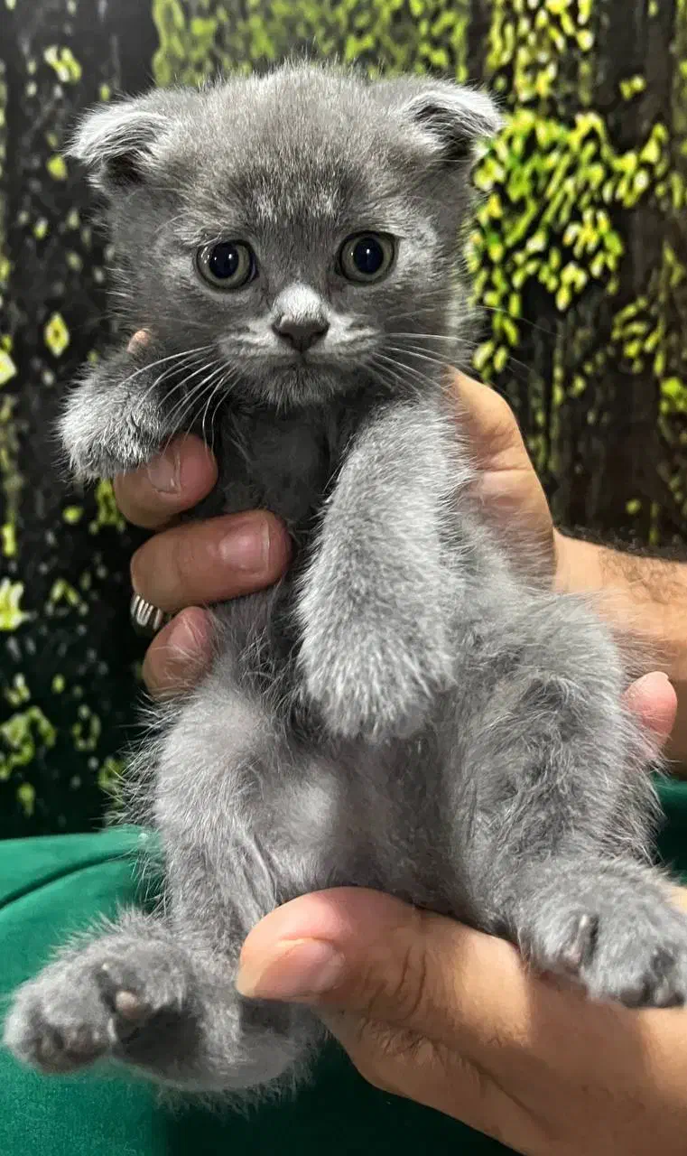 گربه اسکاتیش بریتیش|گربه|قم, بلوار امین و ساحلی|دیوار