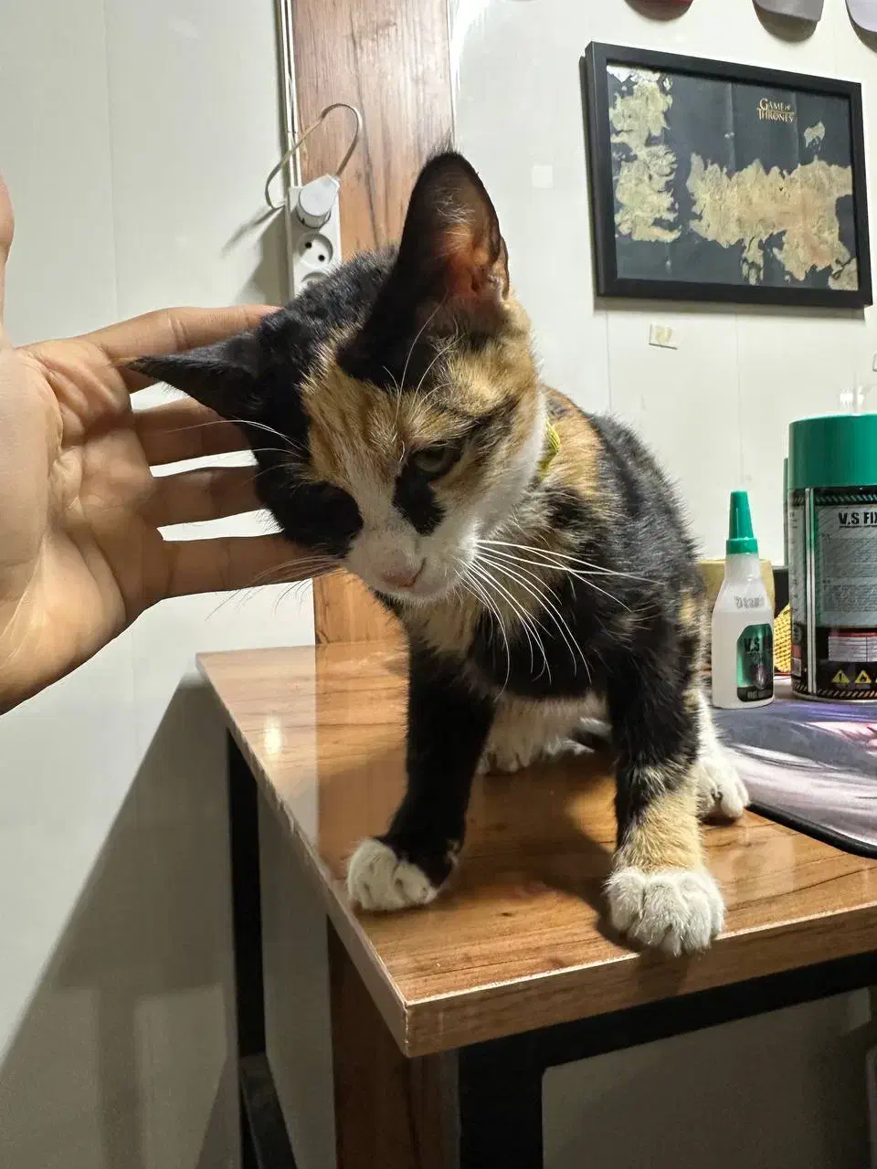 واگذاری رایگان گربه|گربه|بردسکن, |دیوار