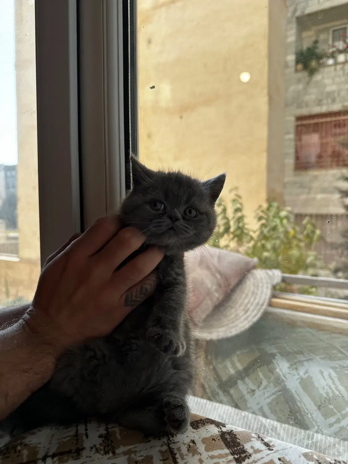 گربه بریتیش|گربه|کرج, شهرک بنفشه|دیوار