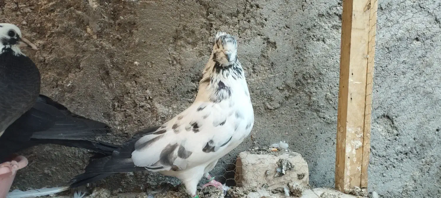 ماده چلچله کاکلی و نر فولادی|پرنده|آران و بیدگل, |دیوار