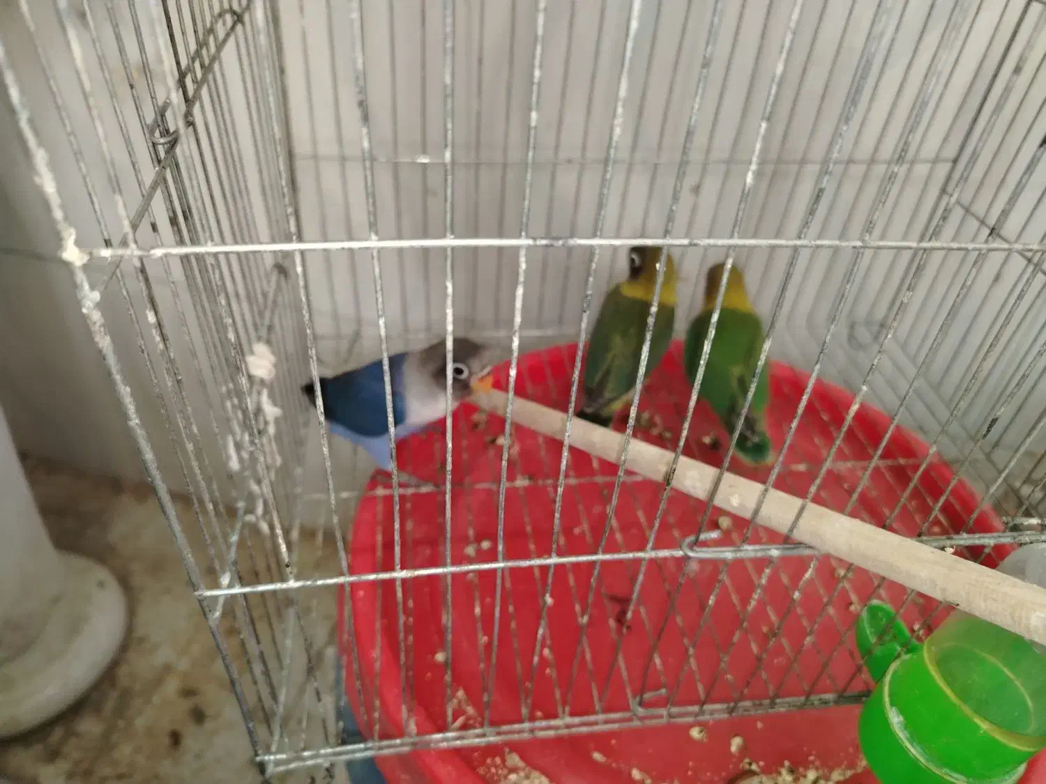 طوطی برزیلی 2 ماهه دستی کاملا رام|پرنده|قائم‌شهر, |دیوار