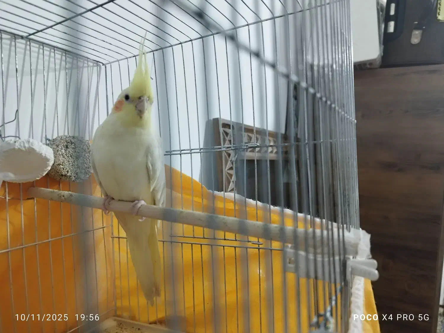 عروس ماده|پرنده|قم, قلعه کامکار|دیوار