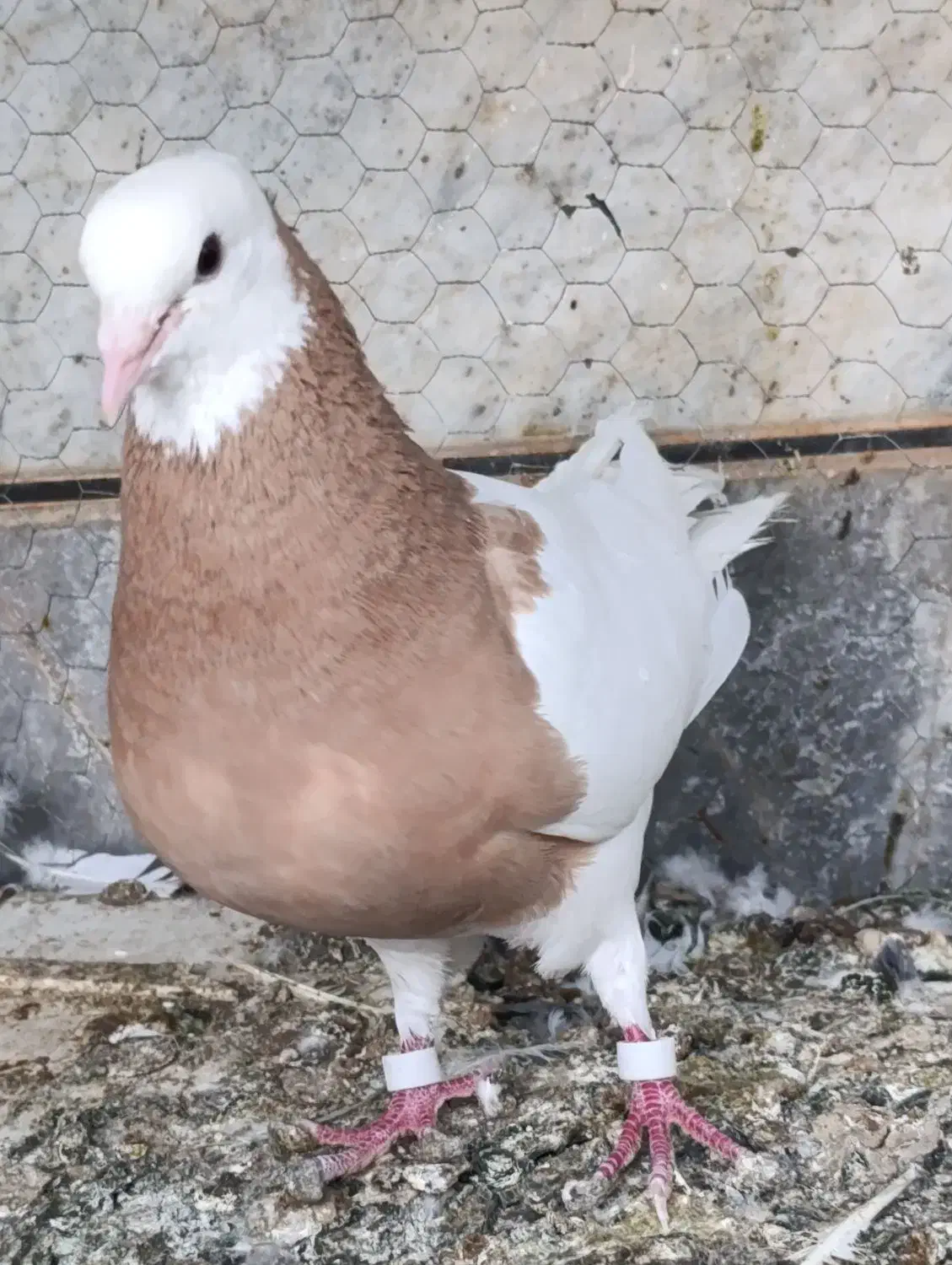 طوقی|پرنده|فردوس (خراسان), |دیوار