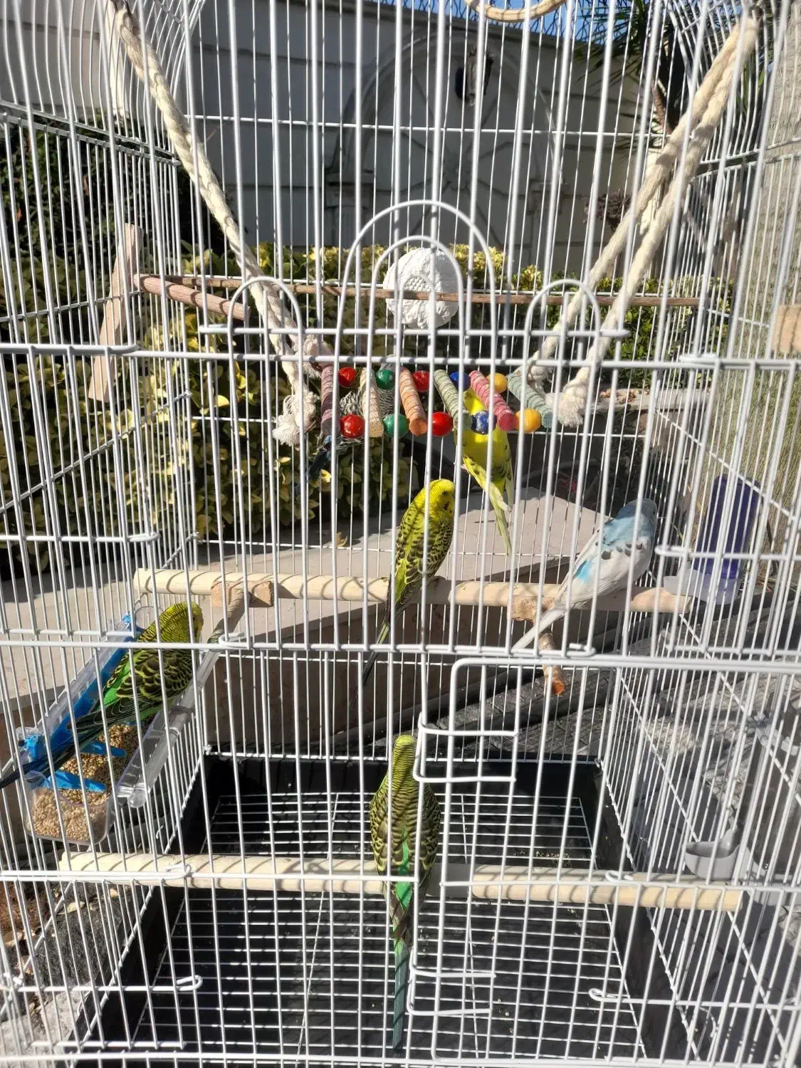 مرغ عشق رنگهای شاد|پرنده|عباسآباد, |دیوار