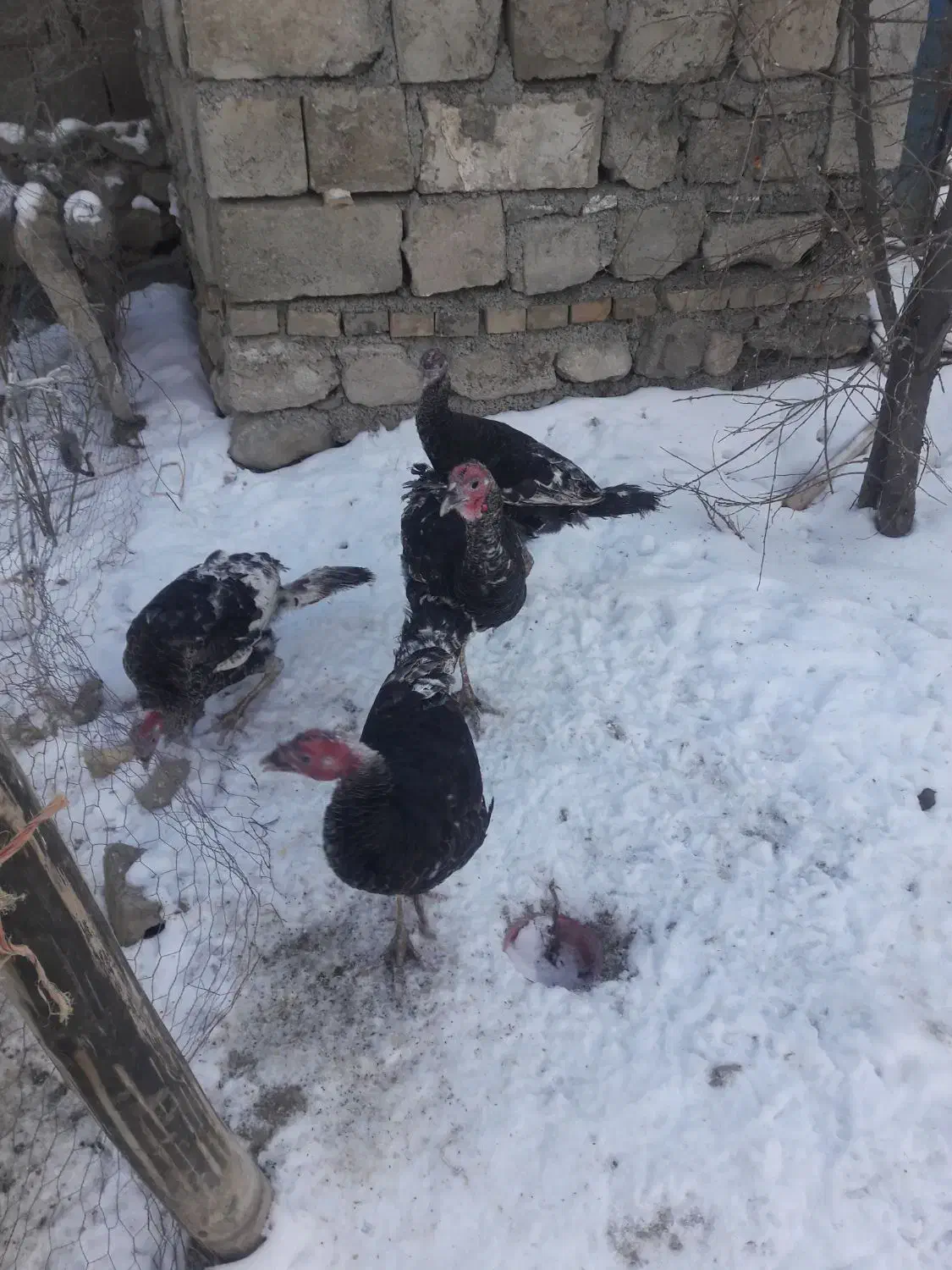 بوقلمو|حیوانات مزرعه|قره ضیاالدین, |دیوار