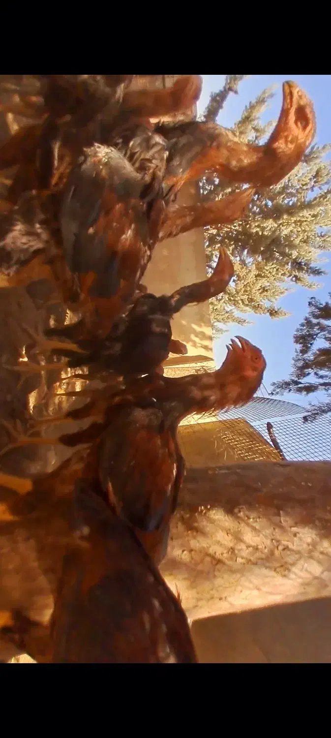 مرغ و خروس لاری|حیوانات مزرعه|بومهن, |دیوار