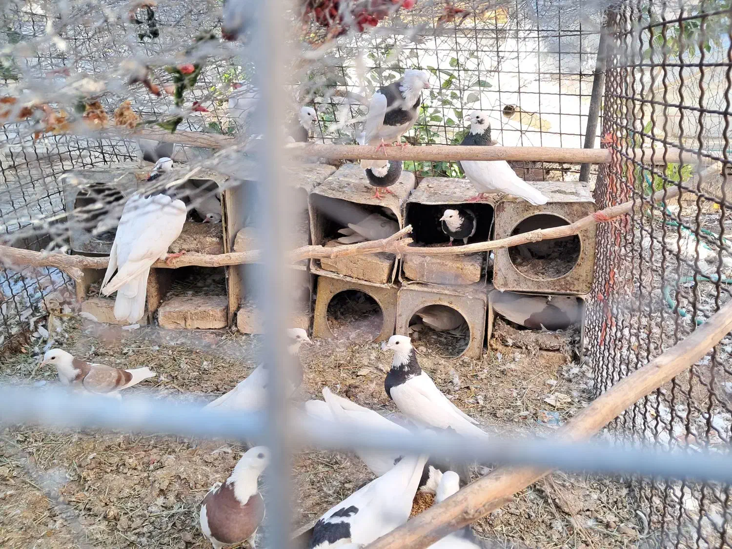 کبوتر طوقی|پرنده|تفت, |دیوار