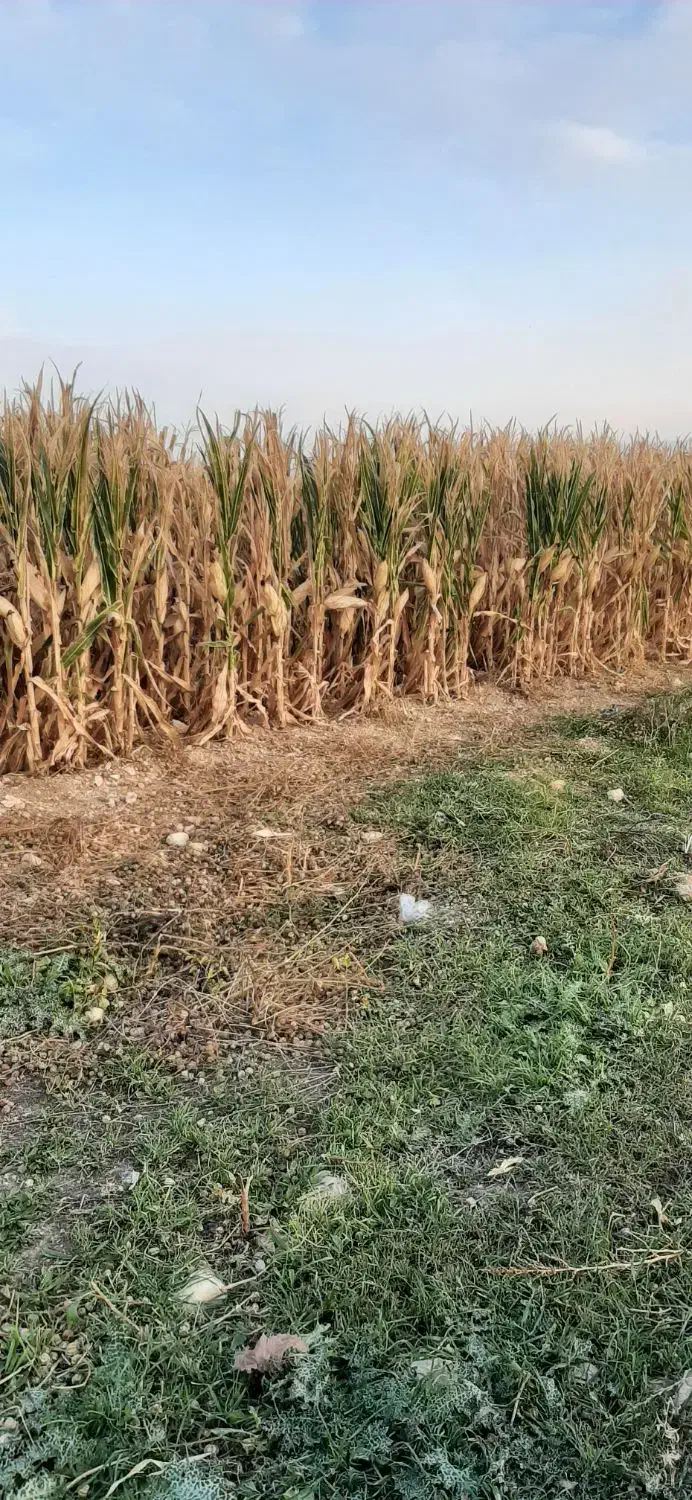 فروش دانه ذرت ۱۰ هکتار|عمدهفروشی|سرپل ذهاب, |دیوار