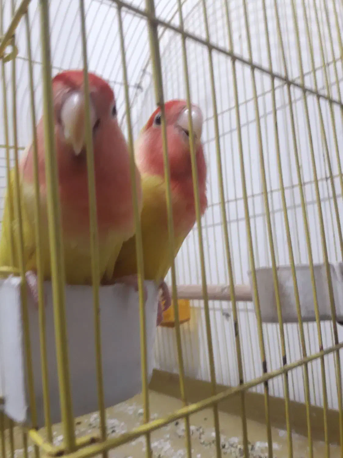 جفت مولد برزیلی|پرنده|قرچک, زیبا شهر|دیوار