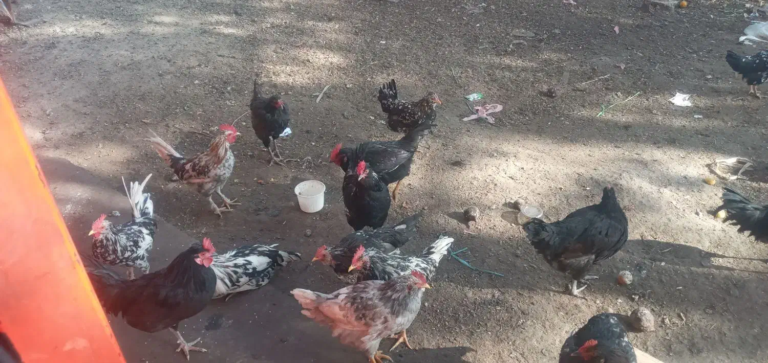 خروس گلین جوان همه جوجه امسال|حیوانات مزرعه|شاهینشهر, خانه کارگر|دیوار