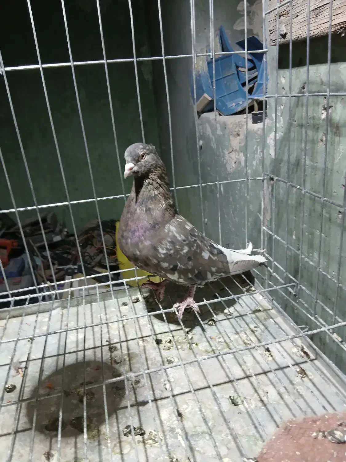 باسلام خدمت کفتر دم سفید ن|پرنده|مسجد سلیمان, |دیوار