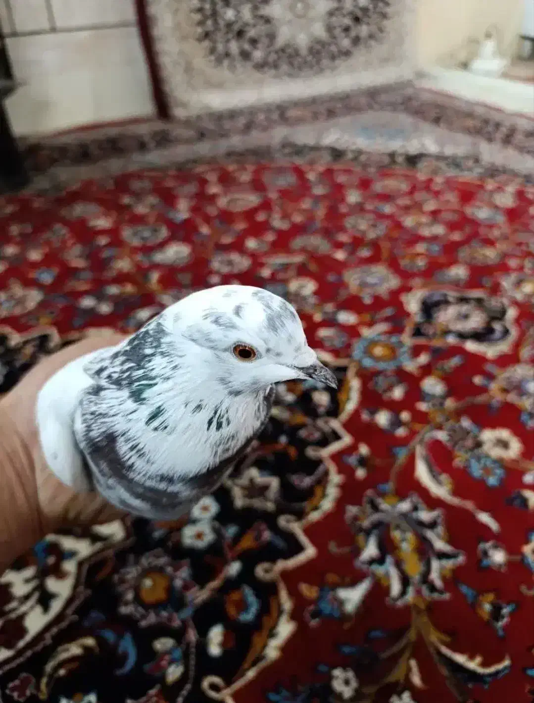 کبوتر گم کردم این شکلیه|حیوانات|آران و بیدگل, |دیوار