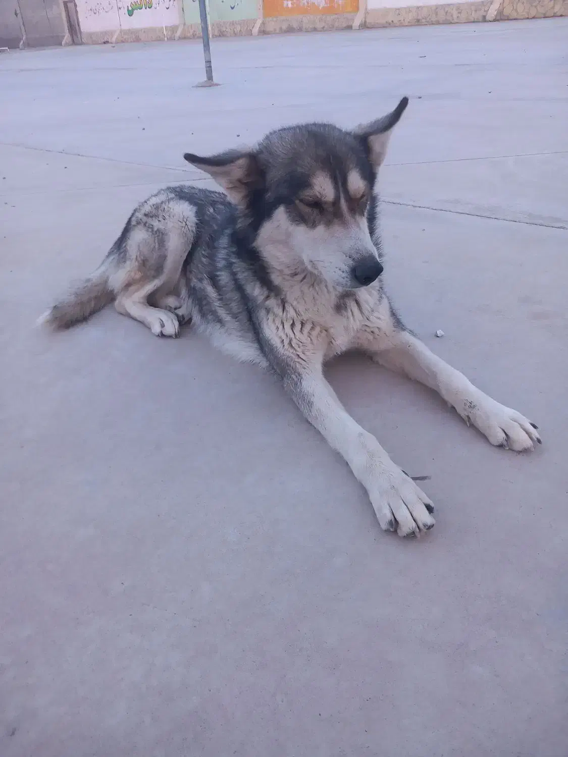 واگذاری سگ هاسکی|سگ|نیشابور, قلعه نو|دیوار