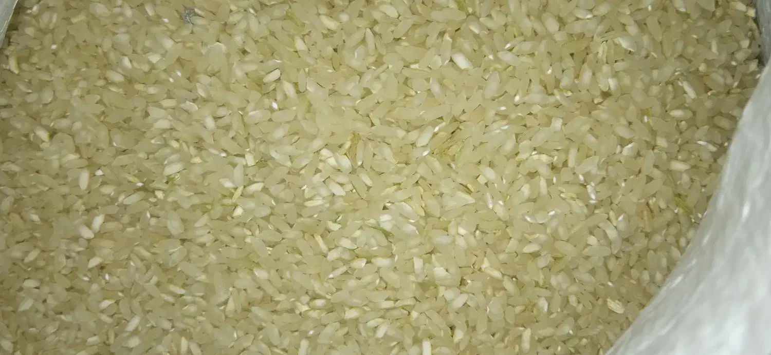 برنج کامفیروزی به شرط پخت|خوردنی و آشامیدنی|کامفیروز, |دیوار