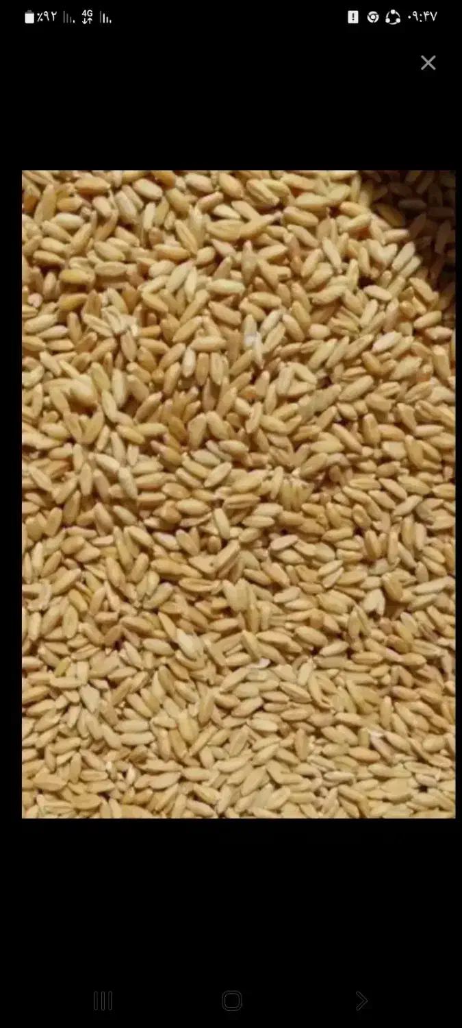 گندم دیمی...|عمده‌فروشی|سیلوانه, |دیوار