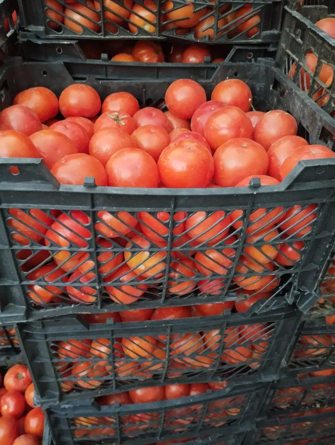 گوجه فرنگی درجه یک|خوردنی و آشامیدنی|تاکستان, |دیوار