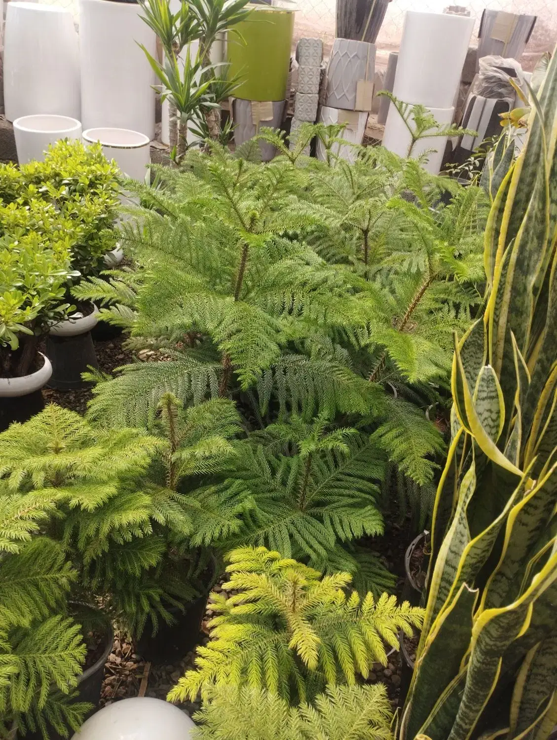 خدمات باغچه کاری هرس سمپاشی نهال وتعویض خاک گلدان|خدمات باغبانی و درختکاری|کرج, استاندارد|دیوار