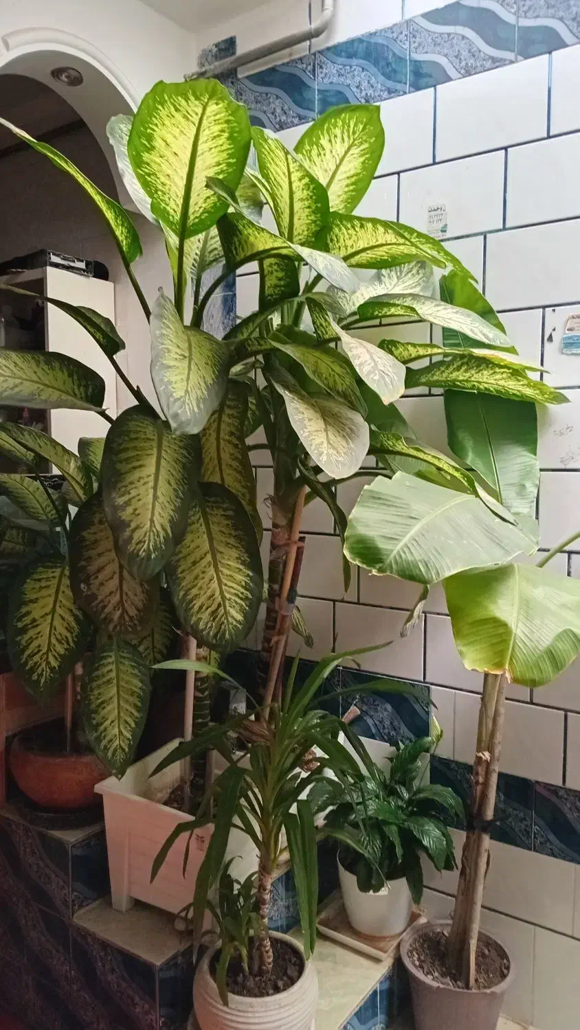 گل دیفن بسیار بزرگ|گل و گیاه طبیعی|یاسوج, |دیوار