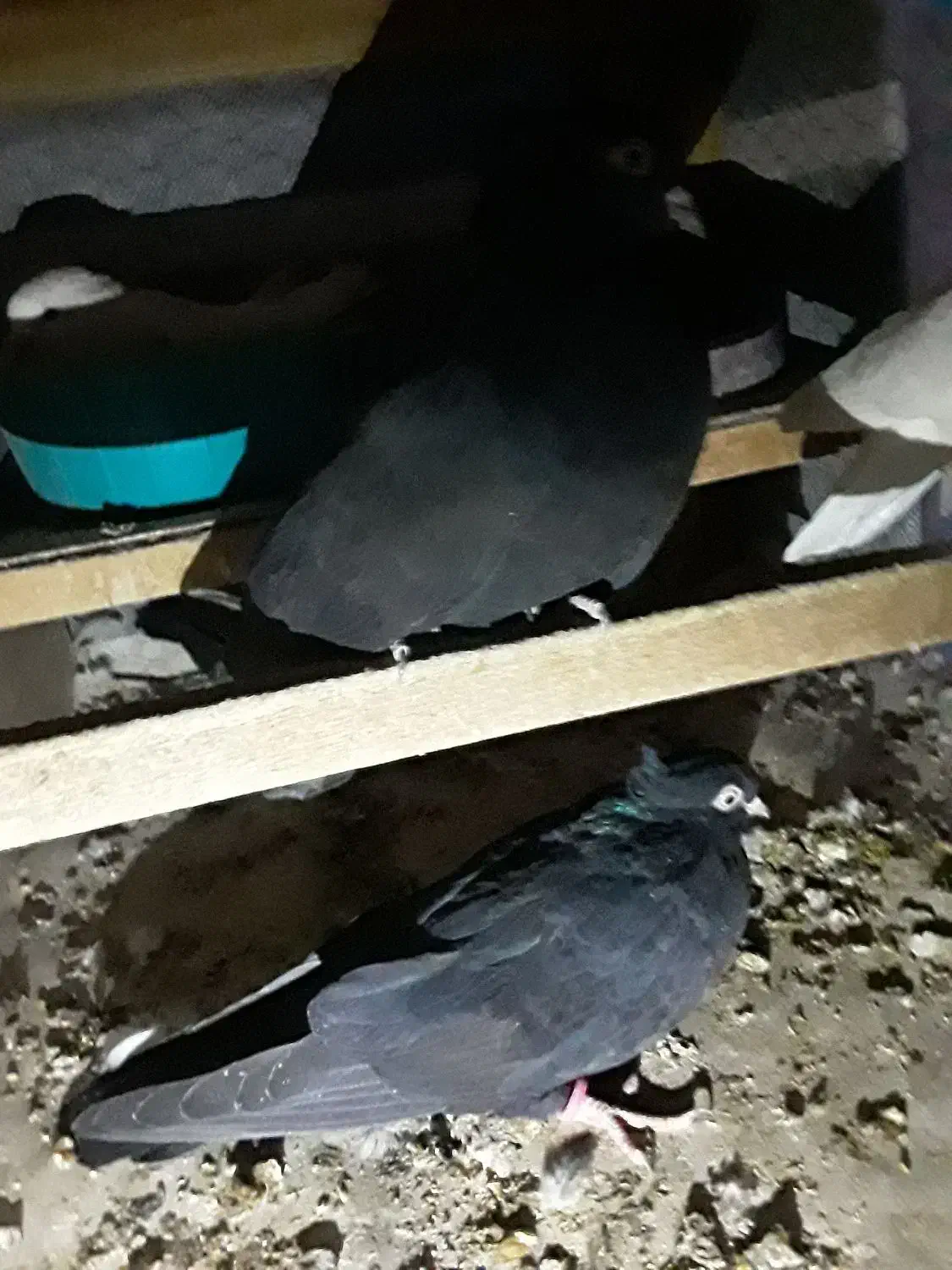 ۶جفت کبوترزاغ ابادانی اصل|پرنده|خمینیشهر, |دیوار