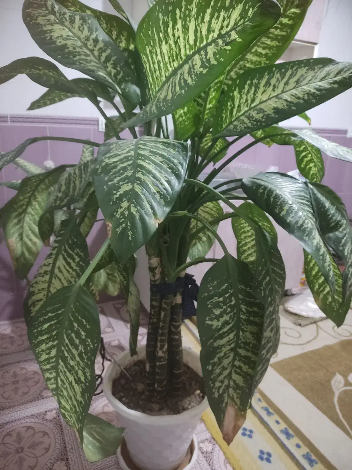 گل دیفن|گل و گیاه طبیعی|یاسوج, |دیوار