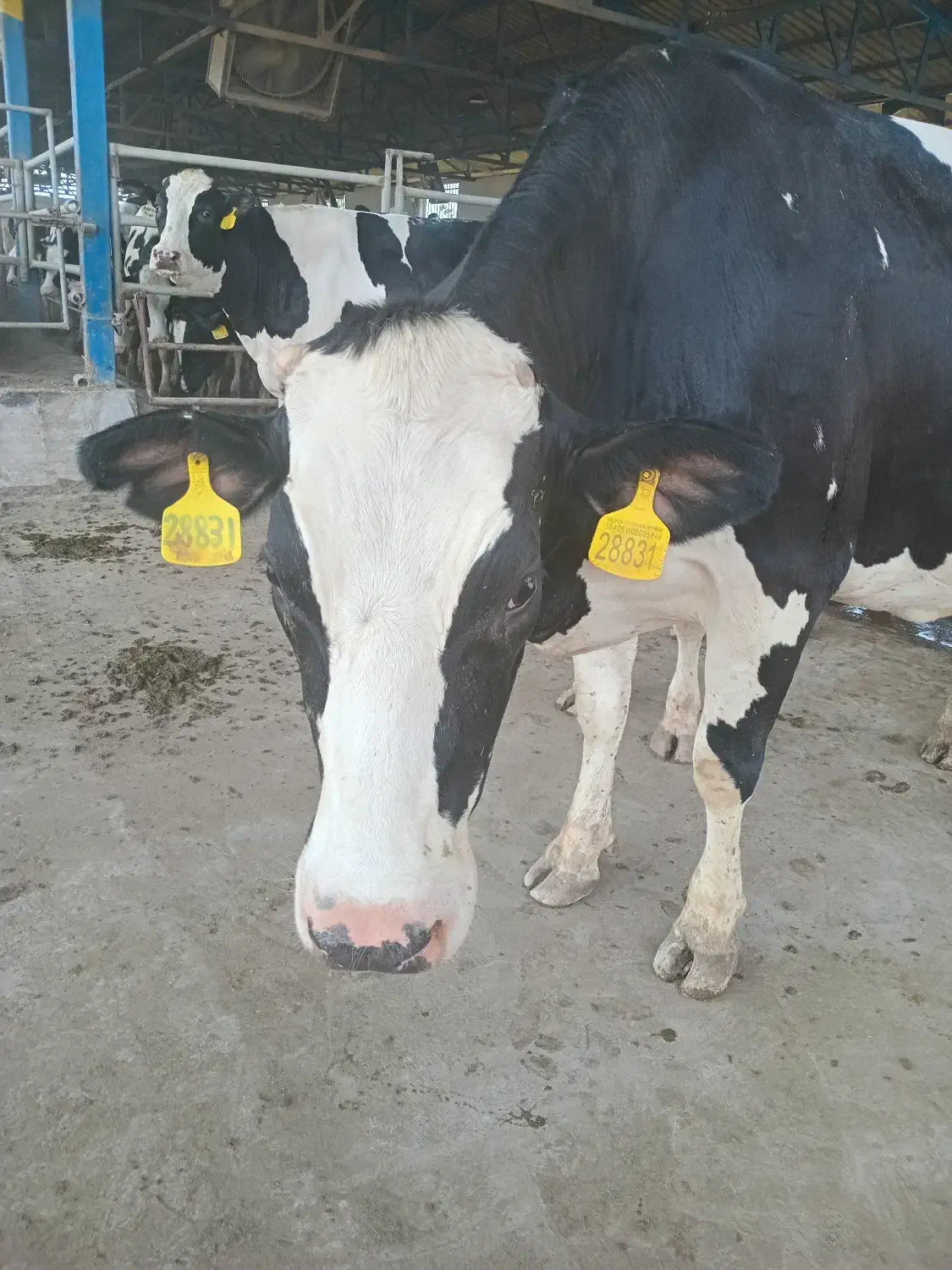 کارگر ساده|استخدام سرایداری و نظافت|کردکوی, |دیوار