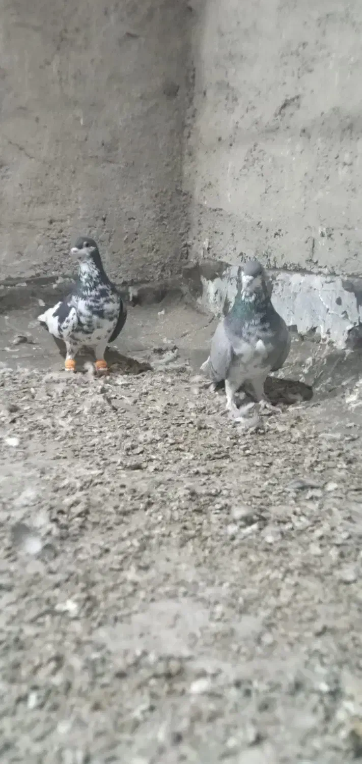 نرو ماده چپ و بدرنگ|پرنده|شیراز, شهدای شهرک سعدی|دیوار