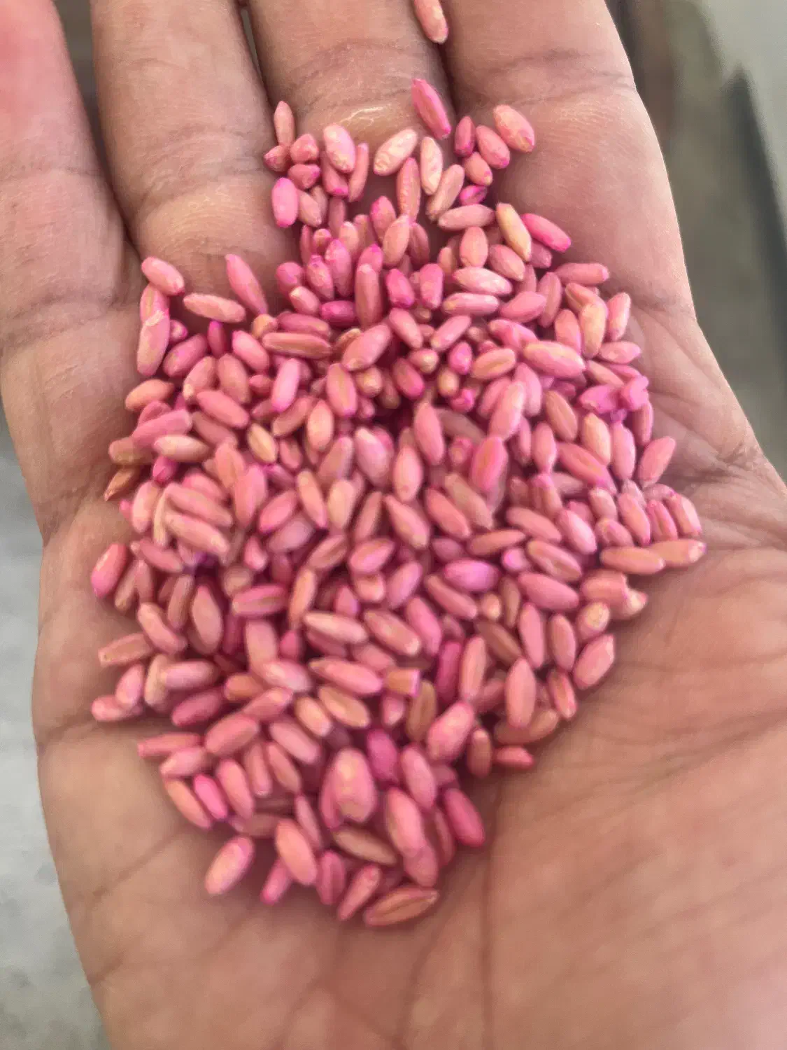 توزیع بذر گندم اصلاح شده|خدمات باغبانی و درختکاری|رزن, |دیوار