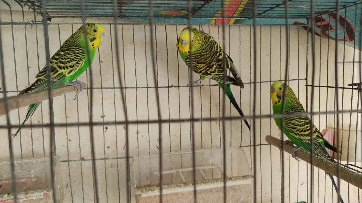 مرغ عشق نر|پرنده|عسلویه, |دیوار