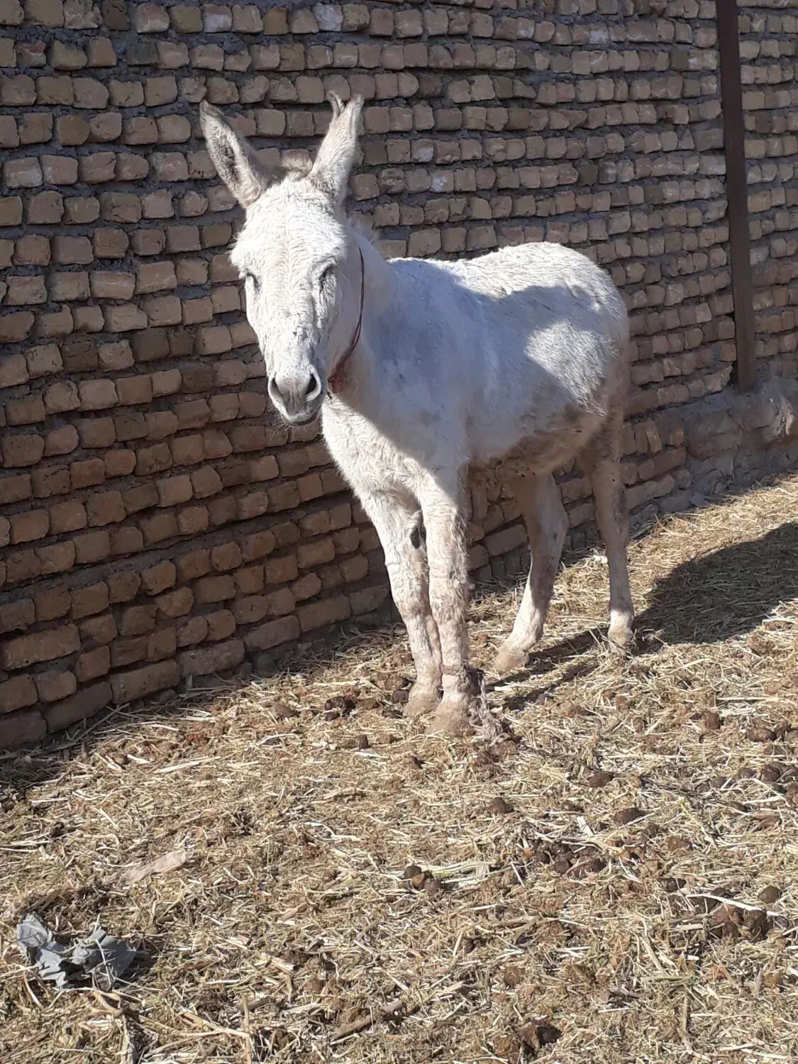 الاغ.خر|حیوانات مزرعه|مشهد, كنويست|دیوار