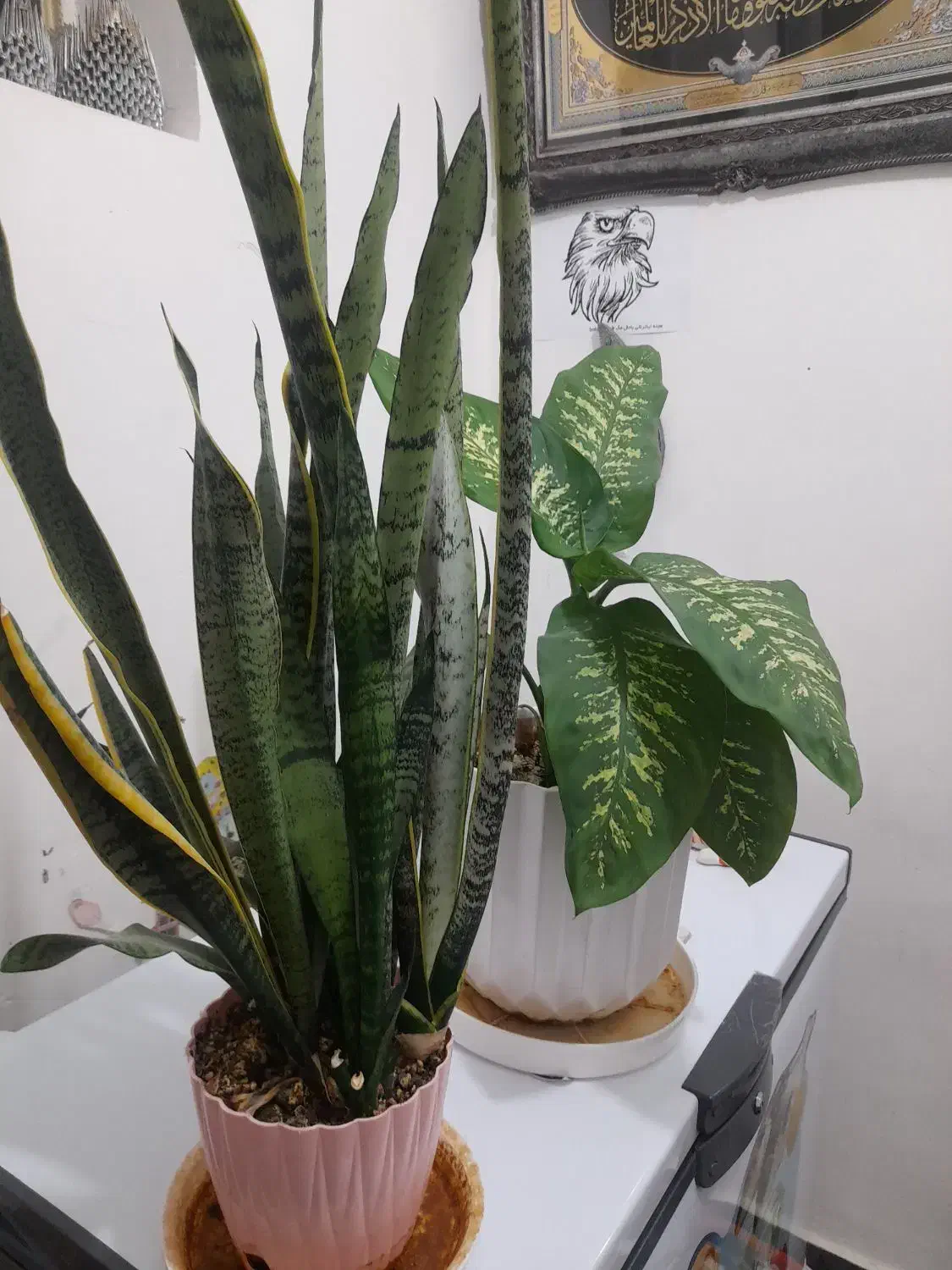 گل دیفن|گل و گیاه طبیعی|ایلام, |دیوار