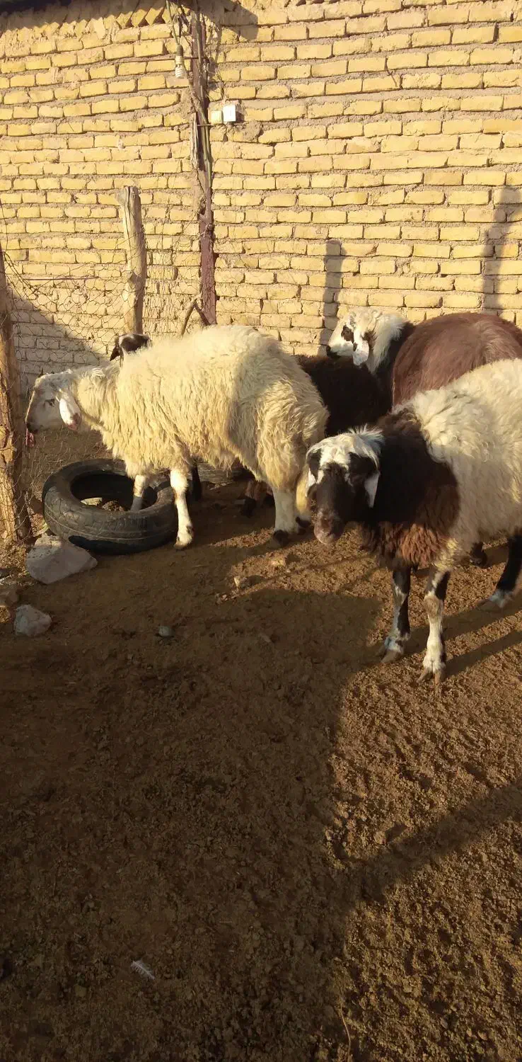 5بره نر پلنگی|حیوانات مزرعه|زاوه, |دیوار