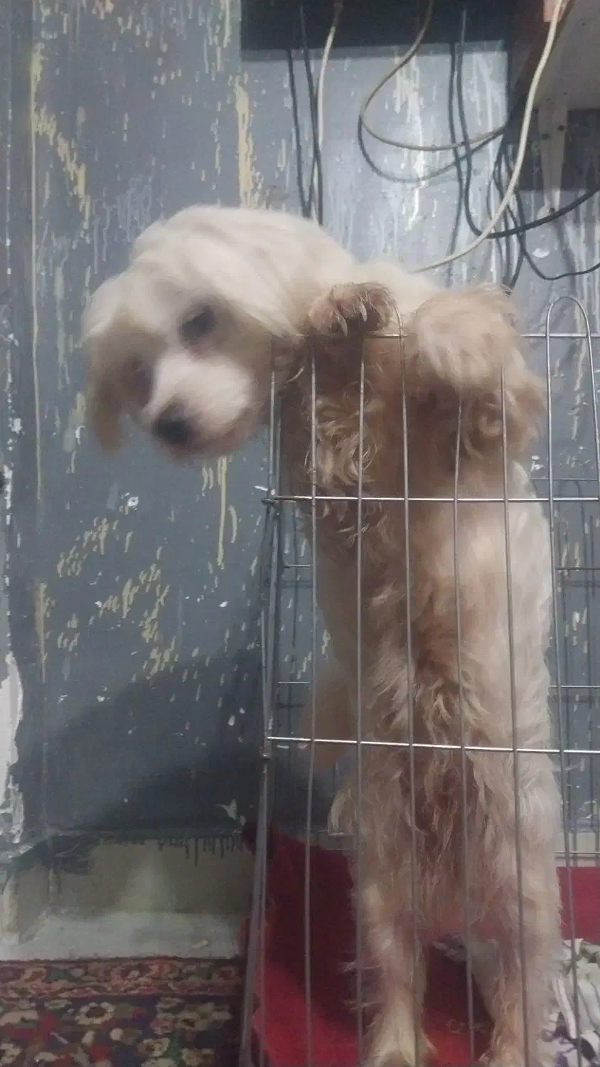 سگ پاکوتاه خوشکل ۷ماه|سگ|احمدسرگوراب, |دیوار