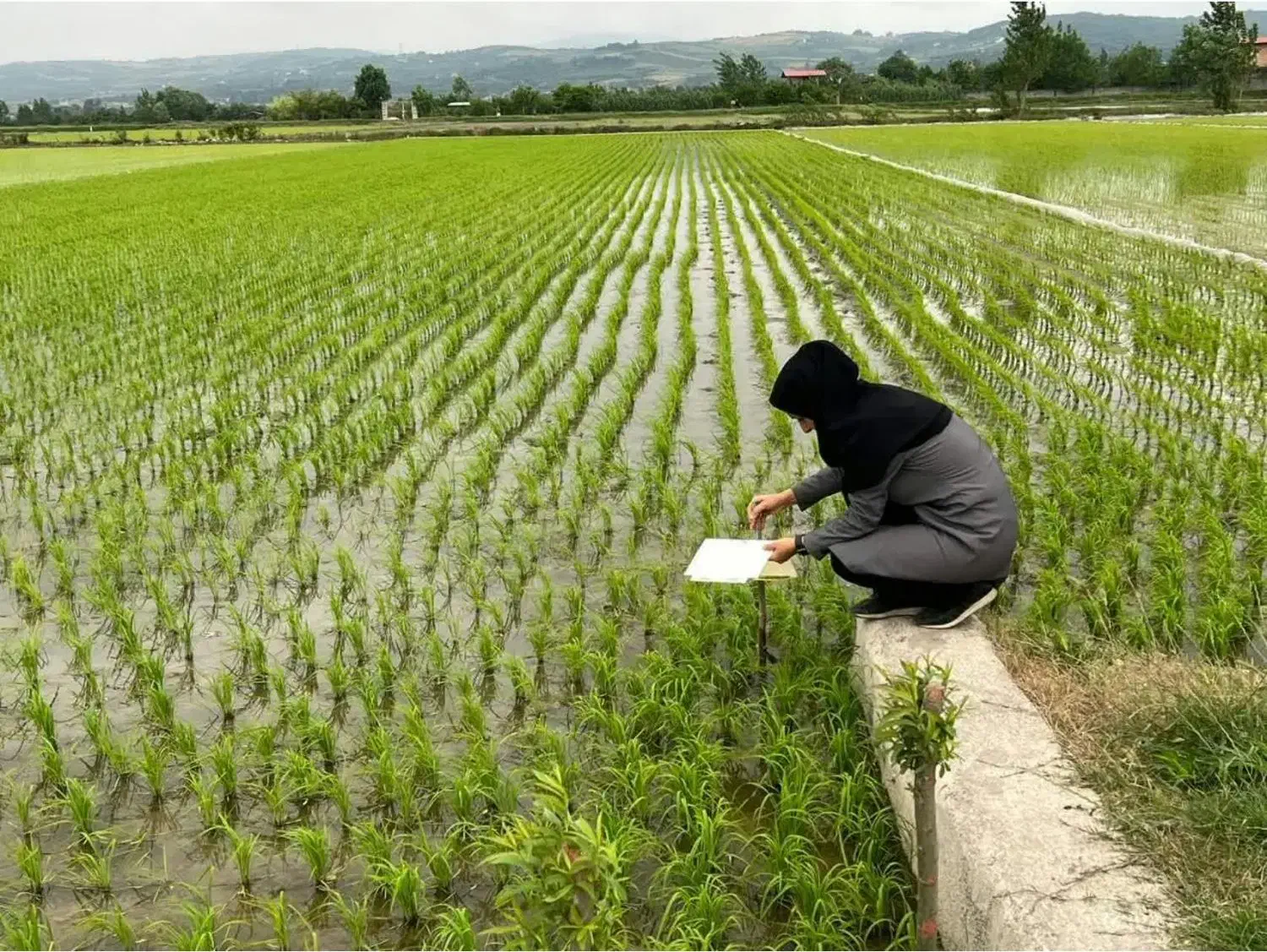 تغییر کاربری زمین شالی و باغی به مسکونی سنددار|فروش زمین و ملک کلنگی|رشت, دباغیان|دیوار