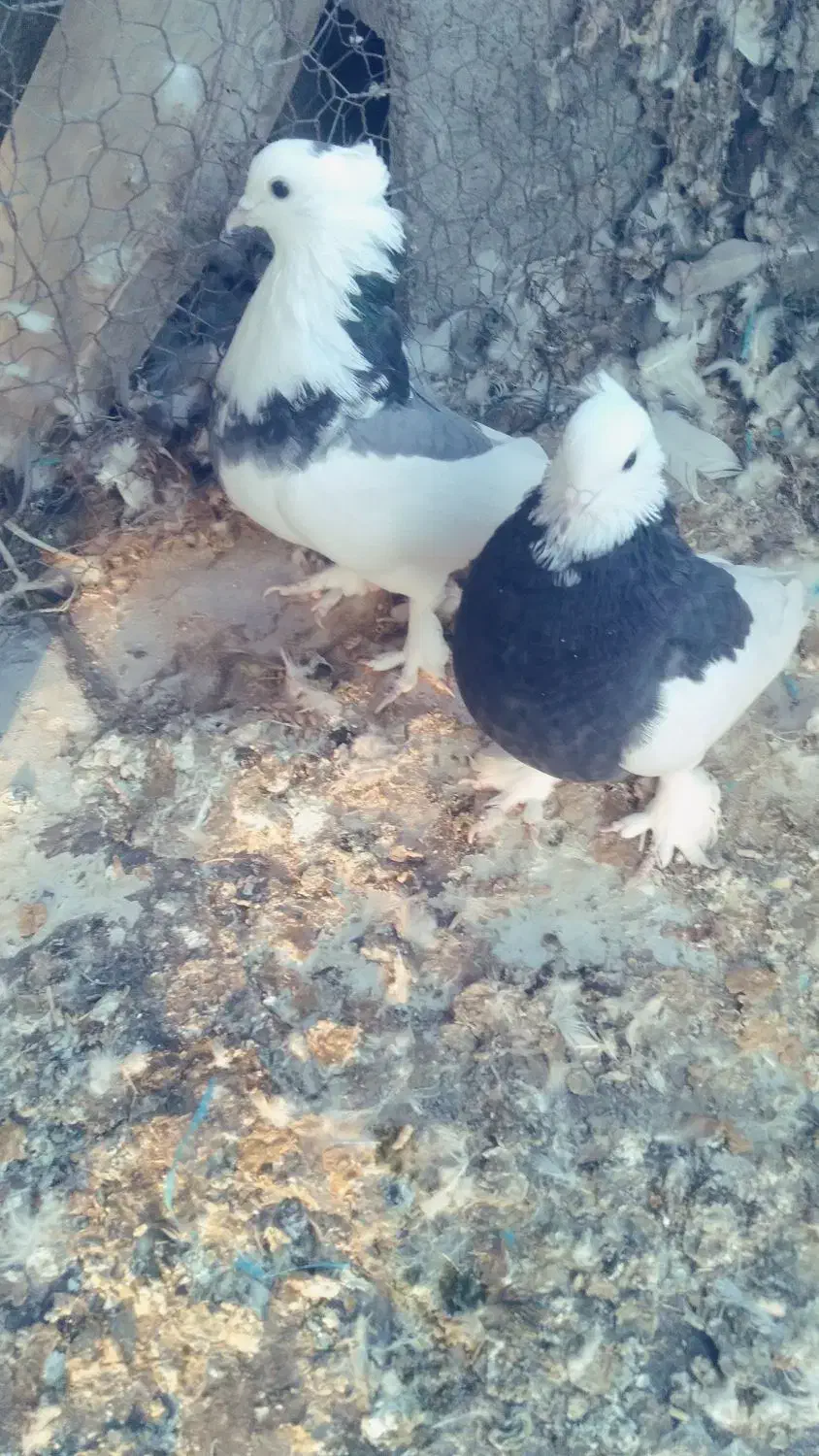 طوقی|پرنده|سامان, |دیوار