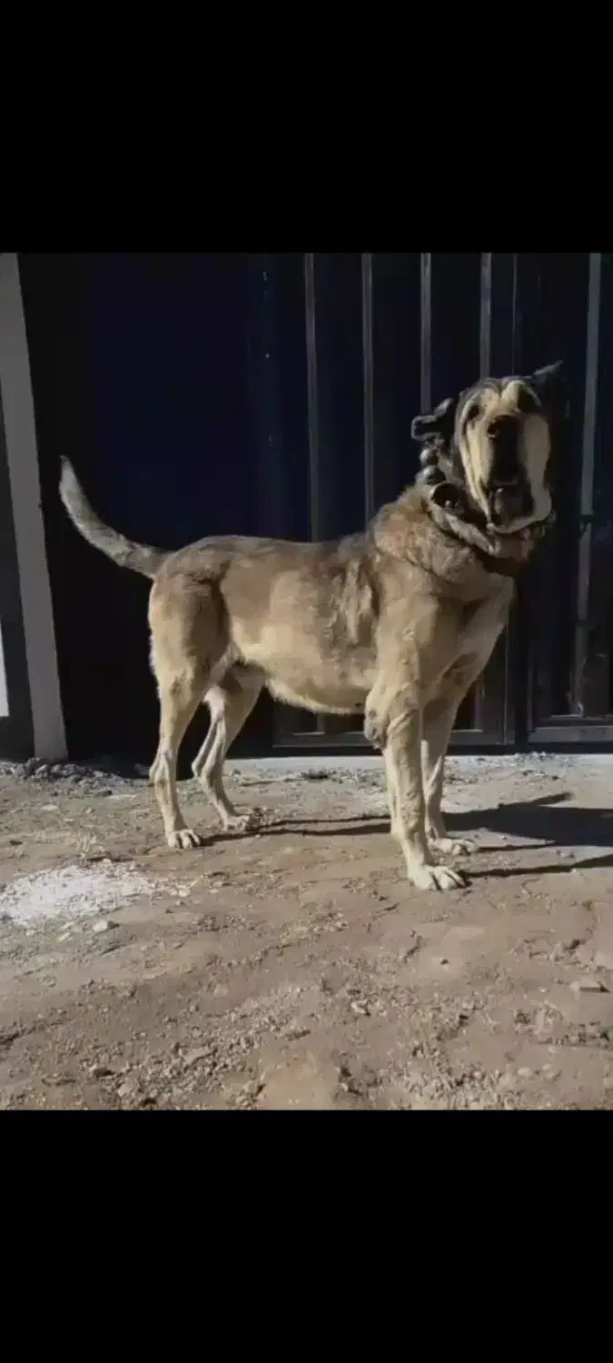 سگ پژدر عراقی اصیل|سگ|کرج, شهرک امیر المومنین|دیوار