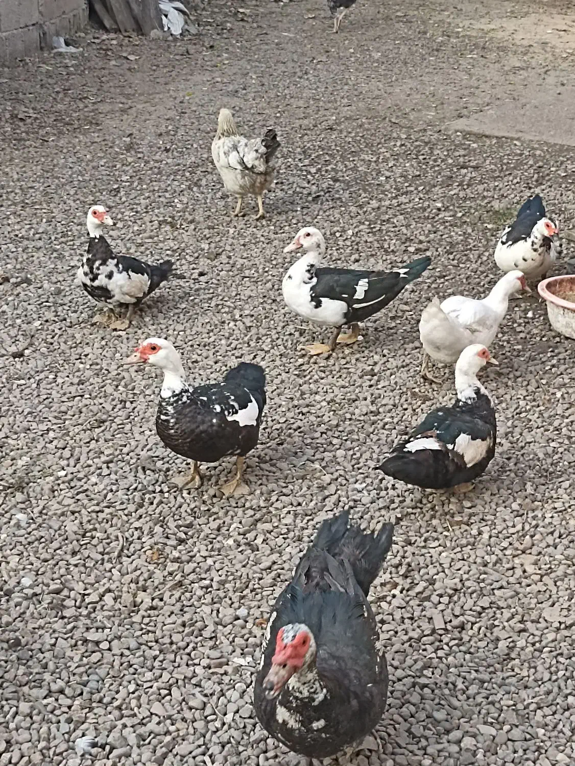 اردک اسرائیلی|حیوانات مزرعه|املش, |دیوار