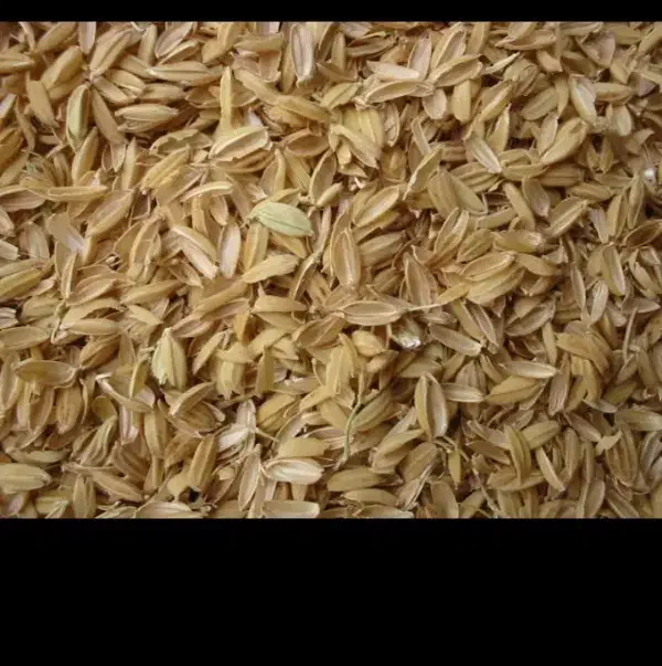 شلتوک برنج مرغوب ویژه گلخانه|خدمات باغبانی و درختکاری|مشهد, بهمن|دیوار