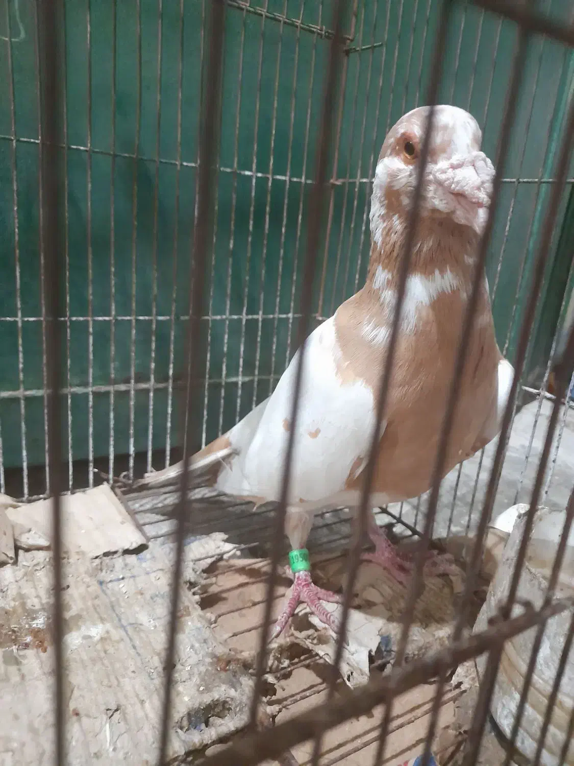 کبوتر نر کارل نیومنز|پرنده|برازجان, |دیوار