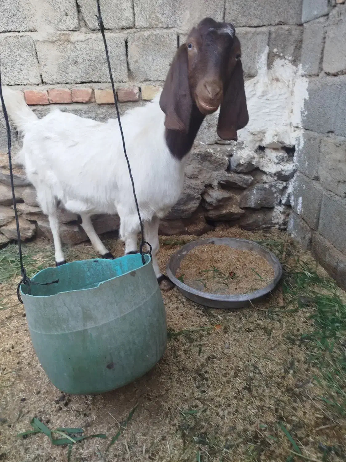 بز و شنک|حیوانات مزرعه|سراوان, |دیوار