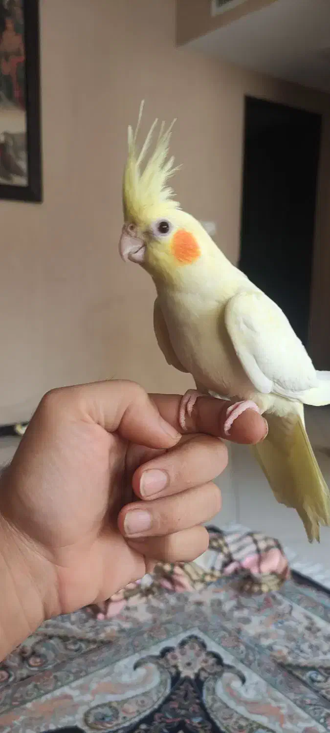 عروس هلندی|پرنده|شیراز, دلجو|دیوار