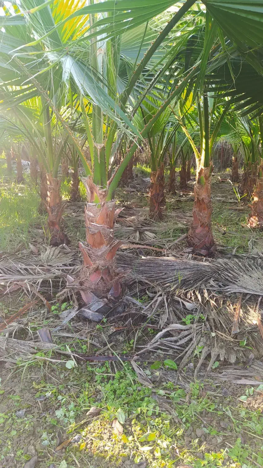 پالم واشنگتن|گل و گیاه طبیعی|کلاچای, |دیوار