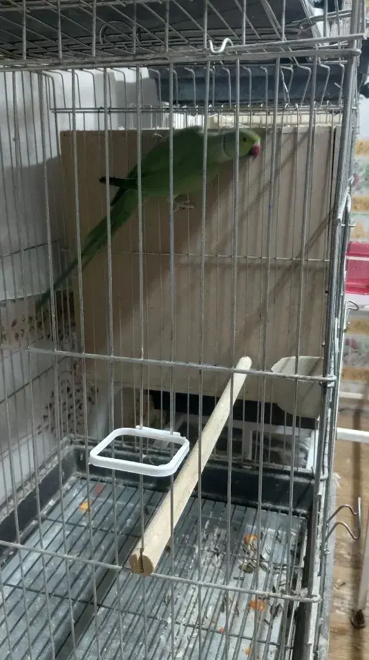 ملنگو نر|پرنده|گلپایگان, |دیوار