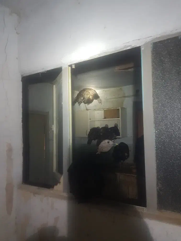 بوقلمون|حیوانات مزرعه|مشهد, تبادکان|دیوار