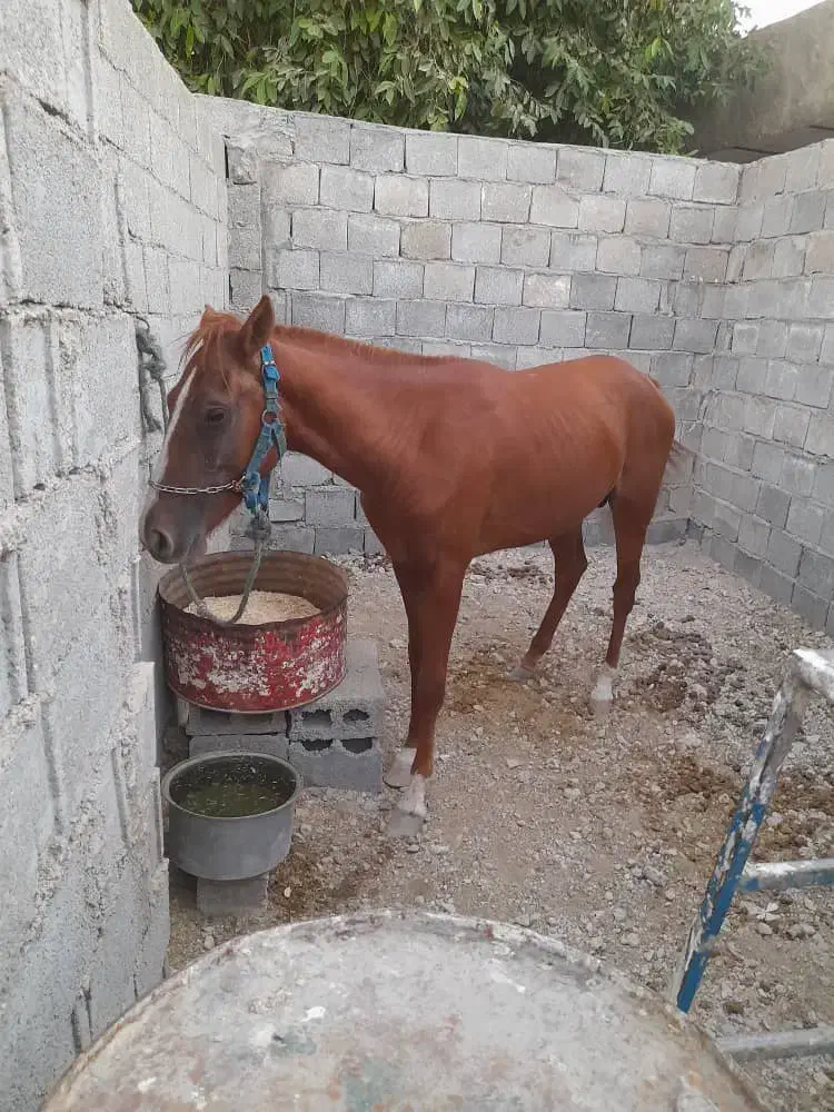 اسب|اسب و تجهیزات اسبسواری|اهرم, |دیوار