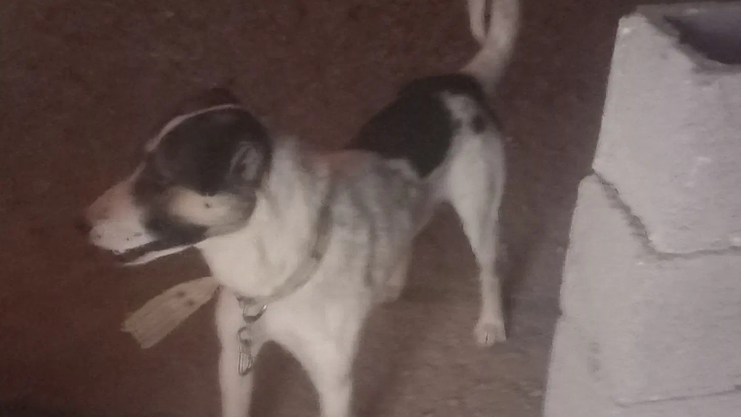 واگذاری سگ|سگ|مرودشت, ده بید|دیوار