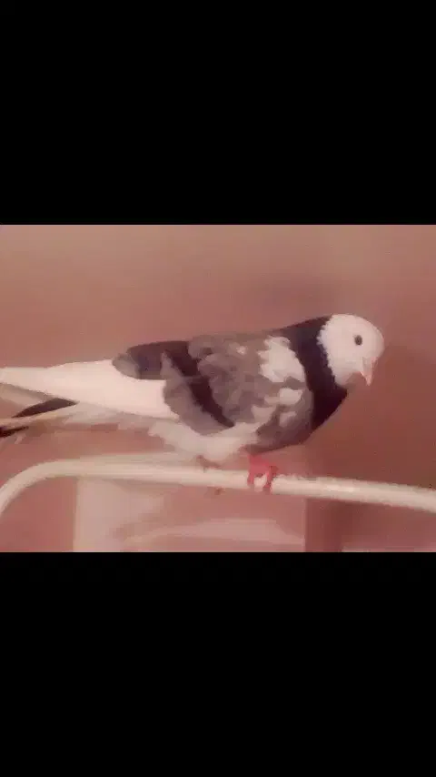 کبوتر|پرنده|تهران, شهرک رضویه|دیوار