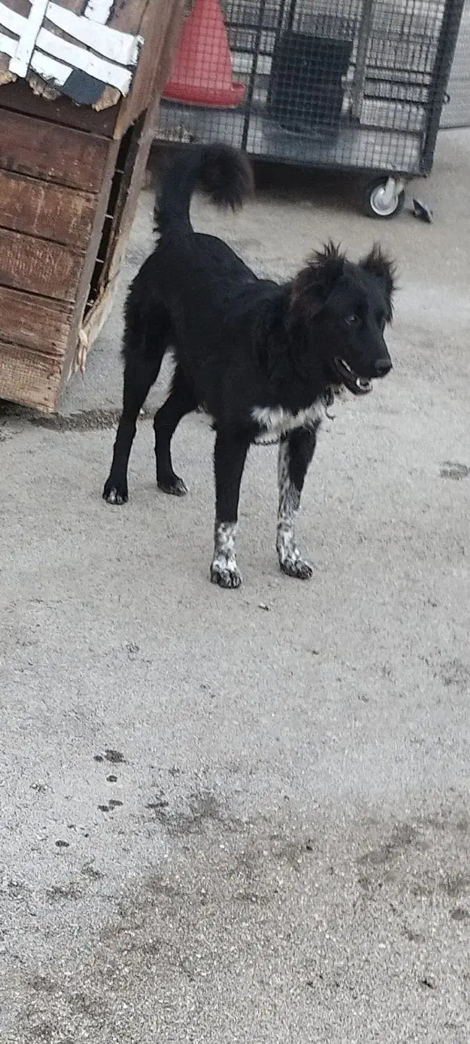 سگ قدرجونی نر 6ماهه|سگ|چوار, |دیوار