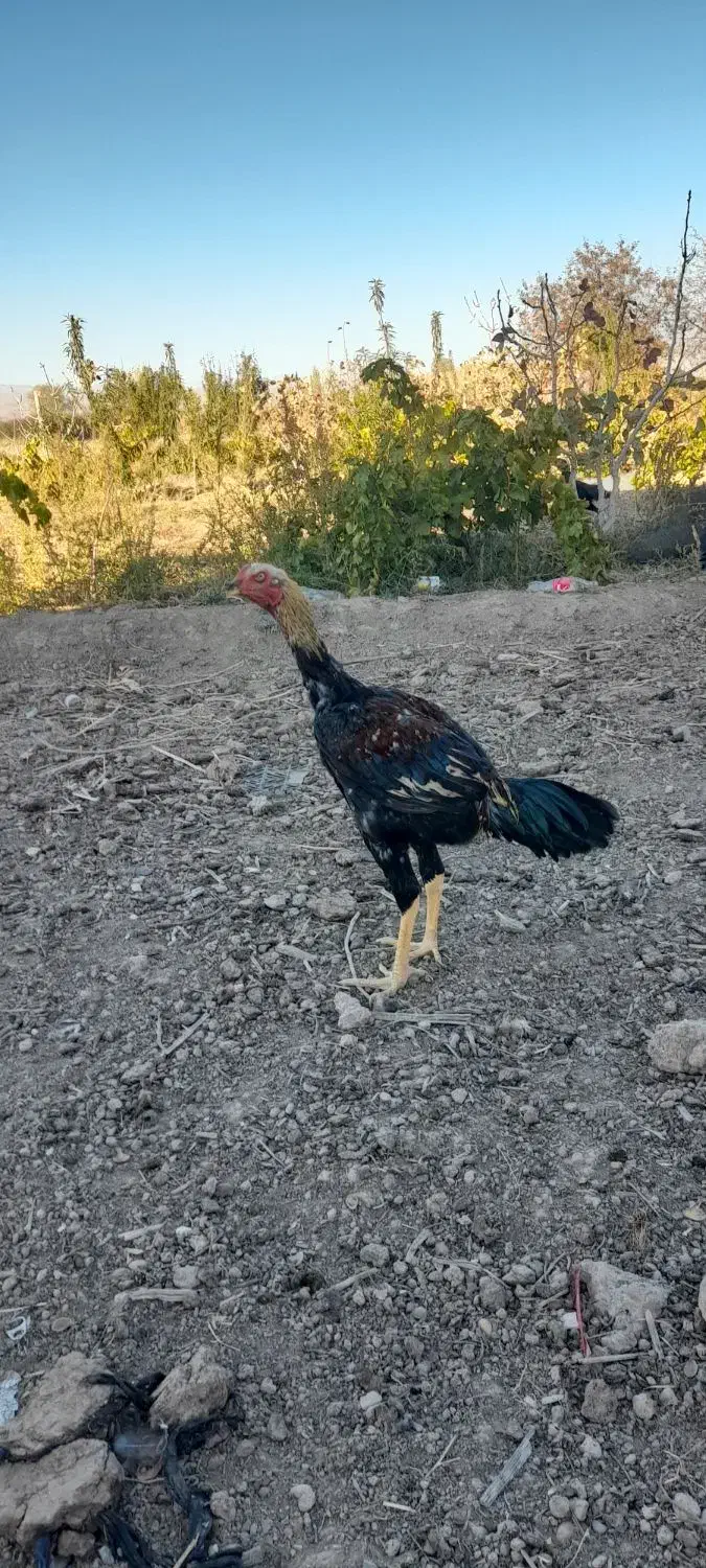 تخم مرغ اوشامو|حیوانات مزرعه|مرند, |دیوار