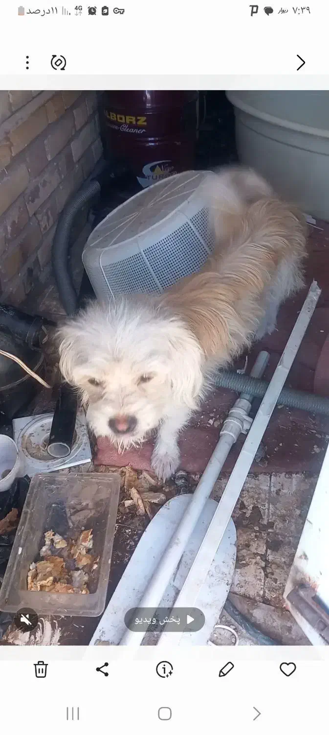 سگ پا کوتاه|سگ|رفسنجان, |دیوار