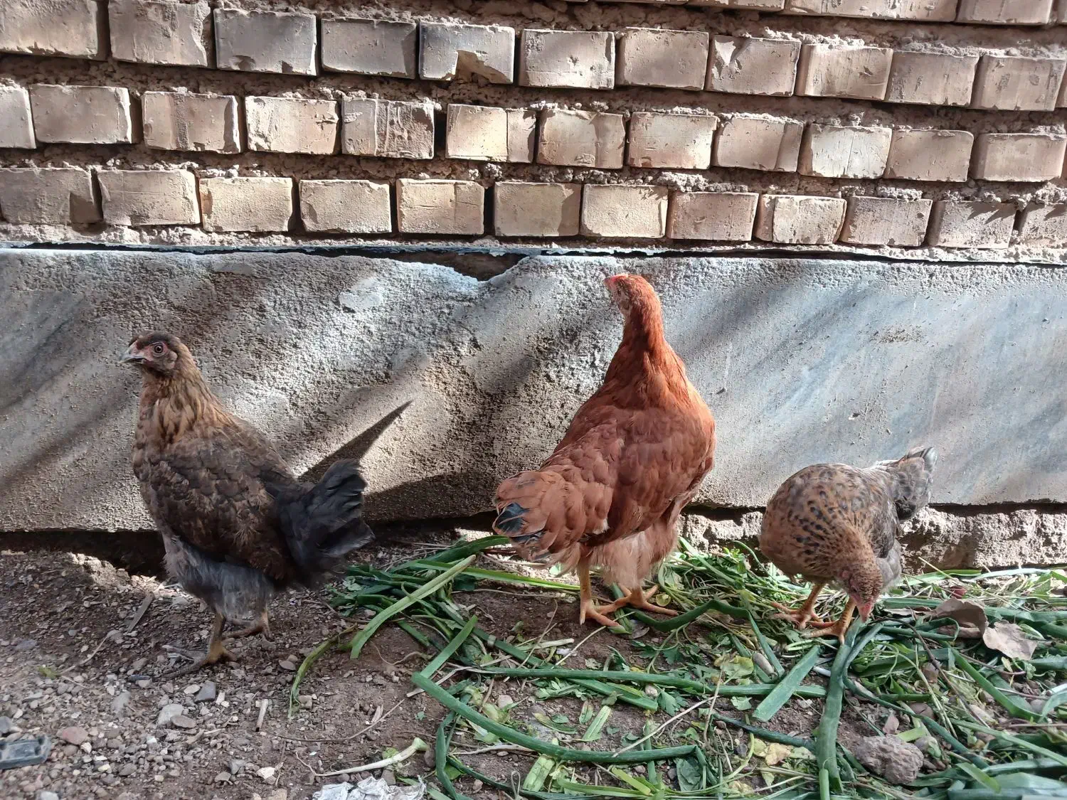 مرغ|حیوانات مزرعه|خرمشهر, |دیوار